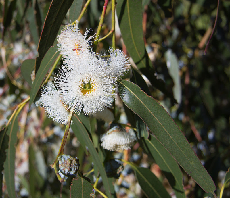 Eucalyptus Globulus Essential Oil