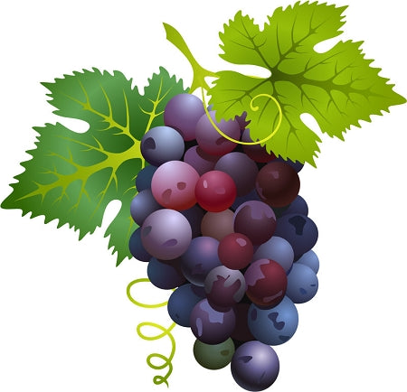 Grape (Cognac) Essential Oil