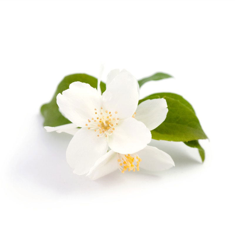 Jasmine  Flower