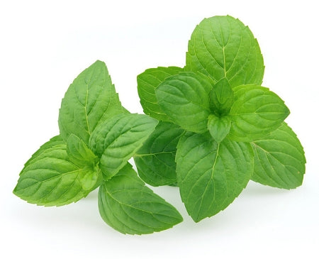 Peppermint Organic Essential Oil