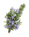 Rosemary Blooming